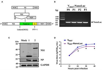 Real-Time Visualization of the Infection and Replication of a Mouse-Lethal Recombinant H9N2 Avian Influenza Virus